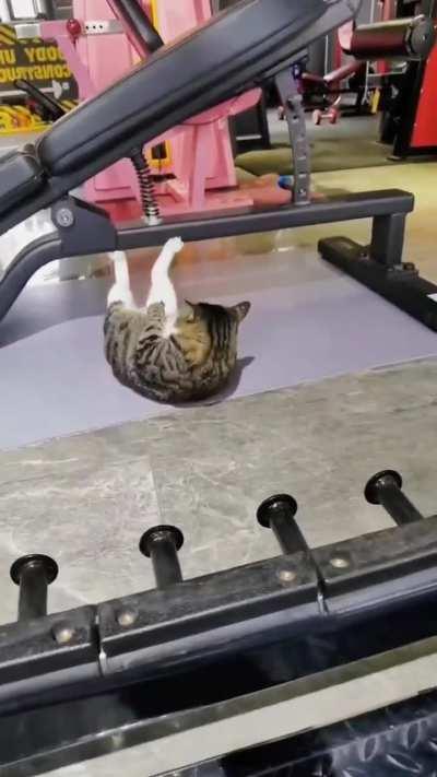 Even this cat trains harder than me.