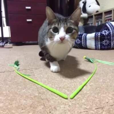 Attack mode activated (x-post r/aww)