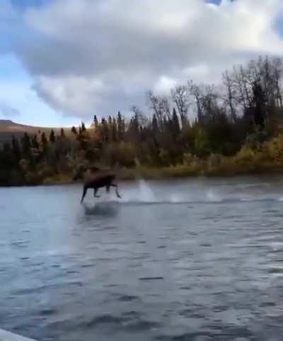 Moose running across the river