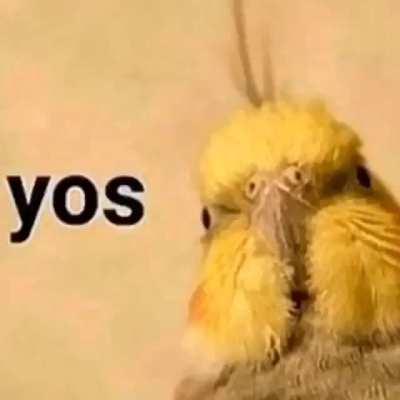 hey birb , want some seed ?