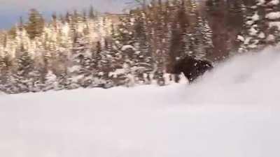 This moose huffing it through 3 feet of snow.