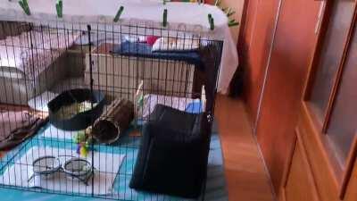 Morning zoomies are almost as good as coffee at waking me up at the start of a day