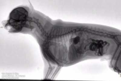 Anatomy of a dog swallowing