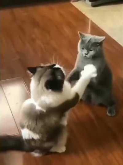 Cat.