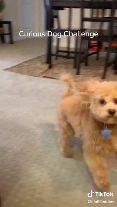 Curious dog challenge