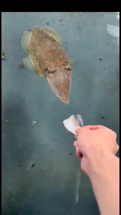 Feeding Cuttlefish