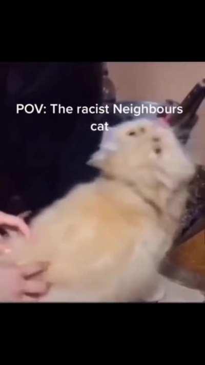 Tf is this cat sayin💀