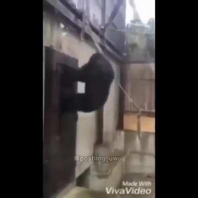 Top 5 monos mais epicos de la historia 👑