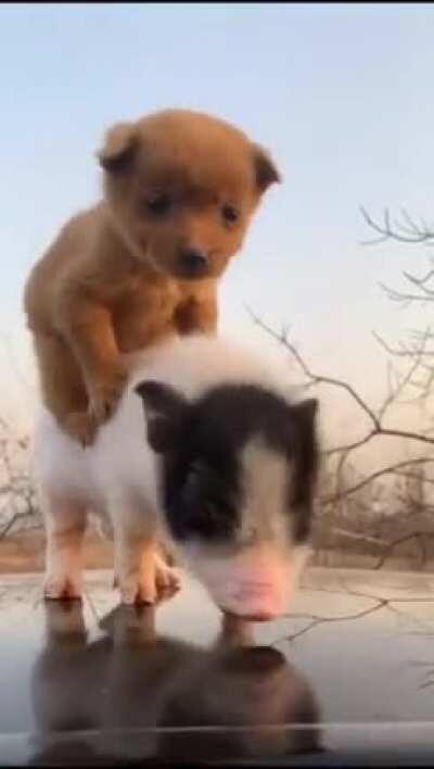 Keep Calm I Just Got Driver License