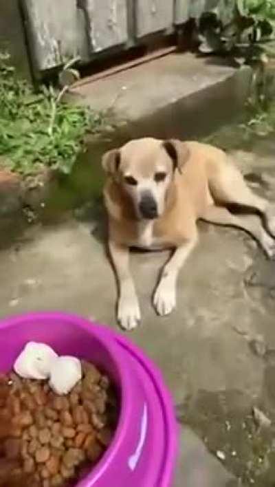 Just when you thought stray dogs weren't safe.