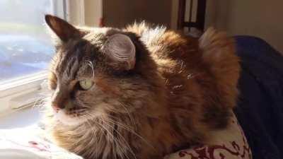 Pew pew pew!! Alice and her whiskers say hello.