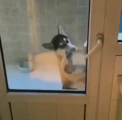 Let me in we have an emergency! The food bowl is EMPTY!