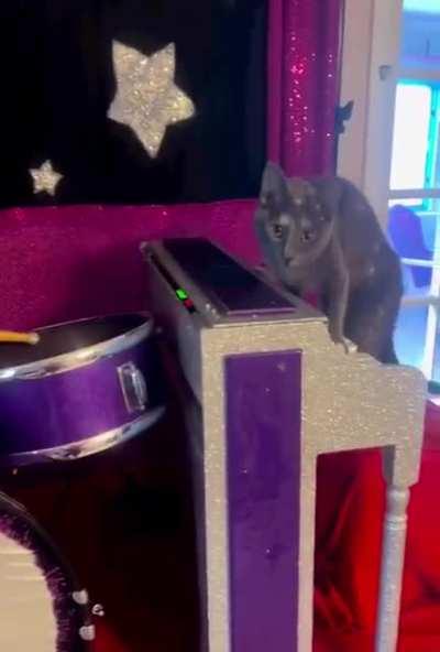 Cats music festival 😹