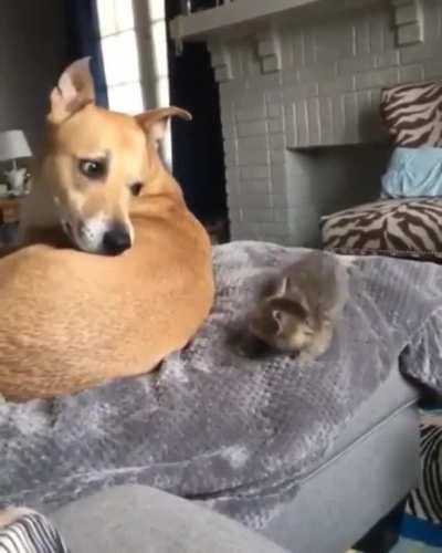 Shy kitten makes eye contact with the dog and accidentally startles itself off the couch
