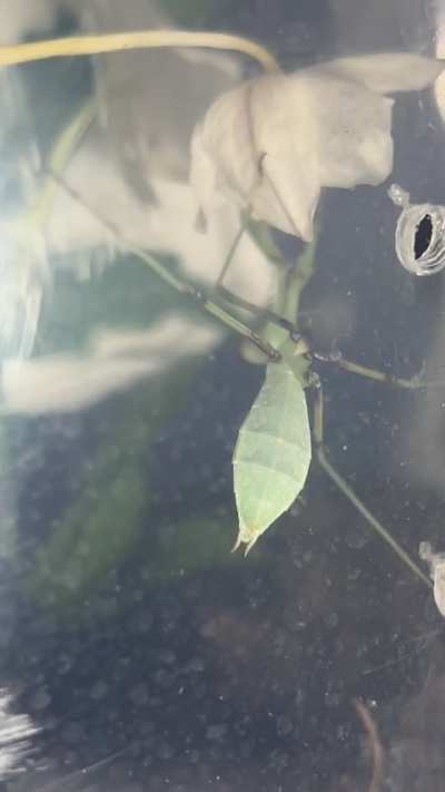 Is my giant Asian mantis a girl or boy?