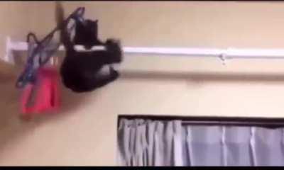 The high and mighty Shadow Simba.!