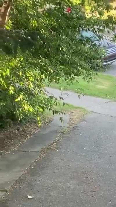 This is the second time this week I’ve seen this fella in my driveway. My dog is not a fan. Should I be calling Fish & Wildlife or 311?