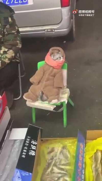 Cozy fish salesman is purrfect for this job