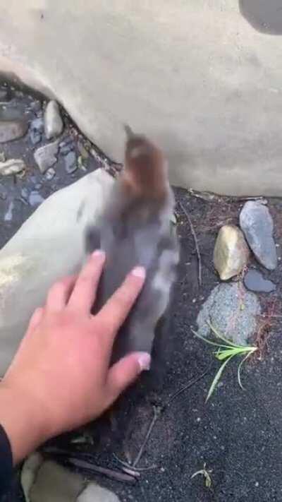 Boy, this duck-duck can go.