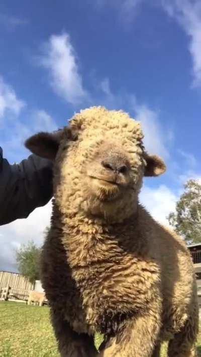 Henry is a fuzzy love bug and he will tell you when you can stop petting him. ❤️ @ Where Pigs Fly Farm Sanctuary