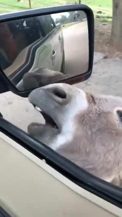 Street corner Jesus donkey