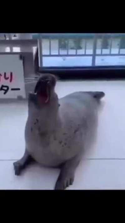 Seal boi slap time