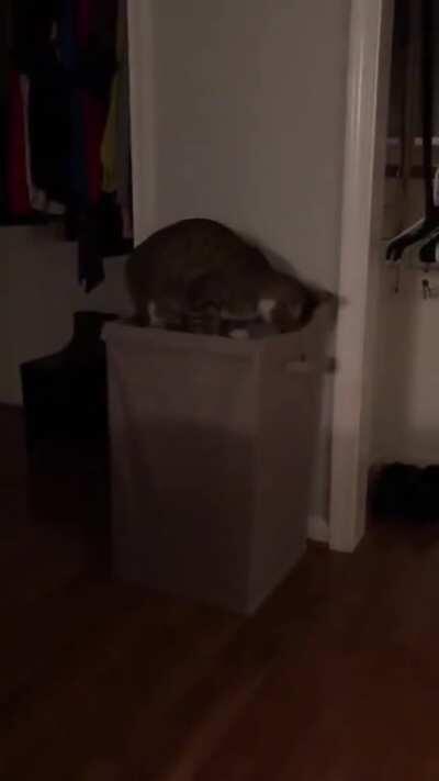 Cat discovers a portal to a new dimension