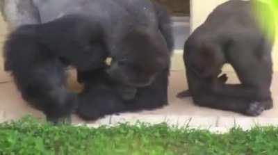 Shabani the silver back gorilla, observing a caterpillar with his son.