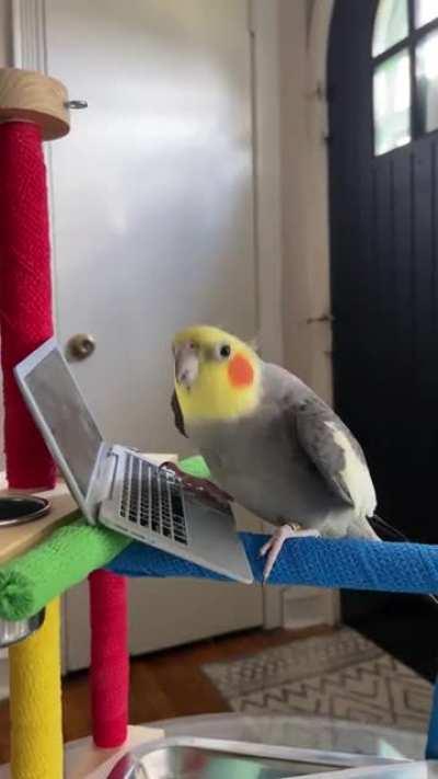 Chicken, a triple threat: singer, songwriter and professional dancer.