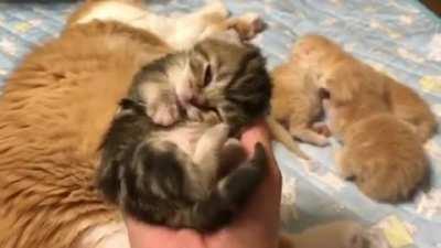 If only they could stay this smol forever.