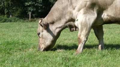 What breed? she is in Belgium next the France