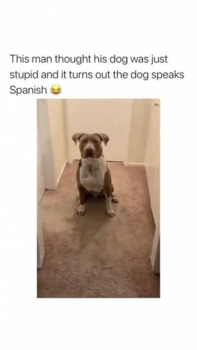 This dog definitely belongs here...