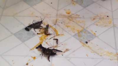 Goddess Jewel Crawdad walkover