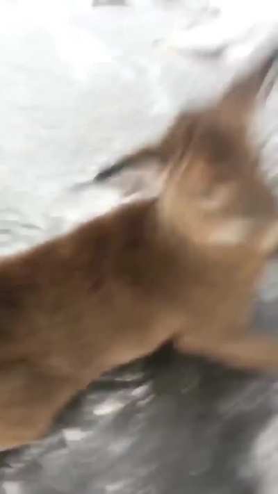 This man saves an entire family of deer stranded on a frozen lake in Ontario