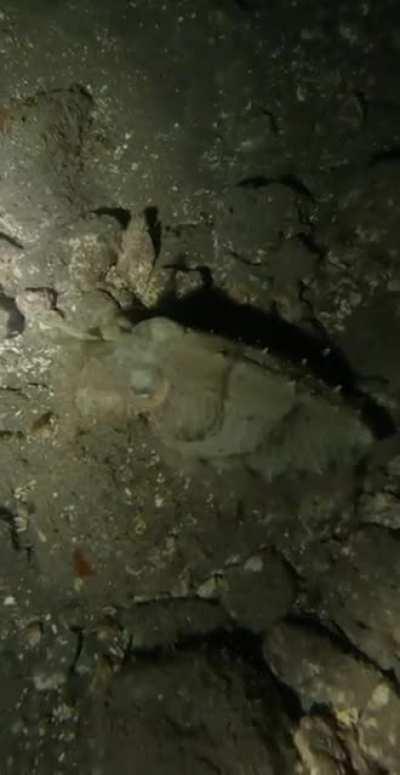 А ночной дайвинг оказался такоооооой темой, просто в восторге