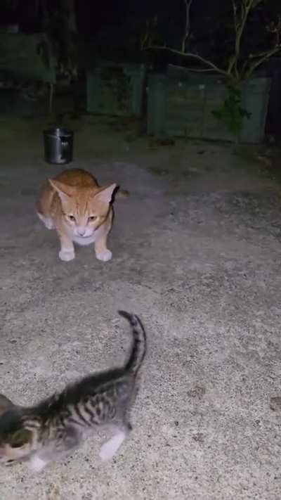 Gücü anca küçük çocuklara yetti orospu çocuğunun