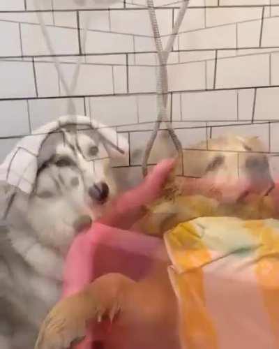 Good boy waiting for his turn