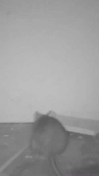 A rat uses a pencil to activate the trap and get the food. Nowadays they are also getting smarter. Something incredible