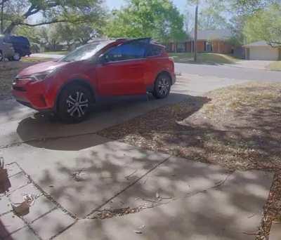 neighbor’s cat tries to steal my car, doesn’t appreciate my presence
