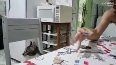 Cat confused by magic trick