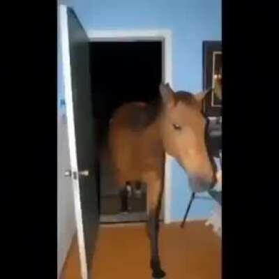 Caballo turn down for what