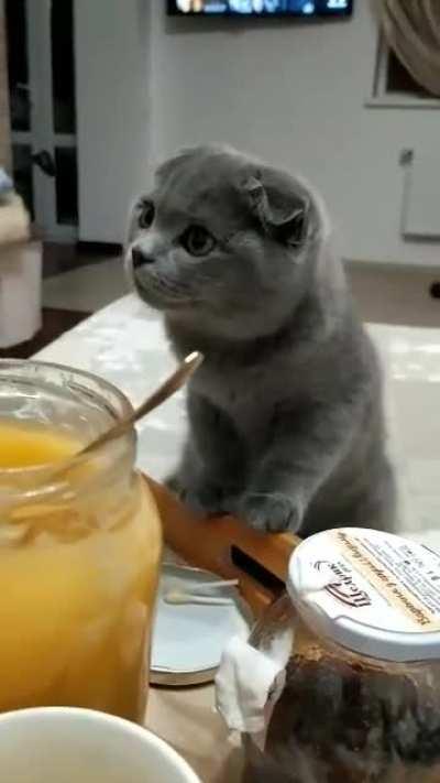 Small, but too curious