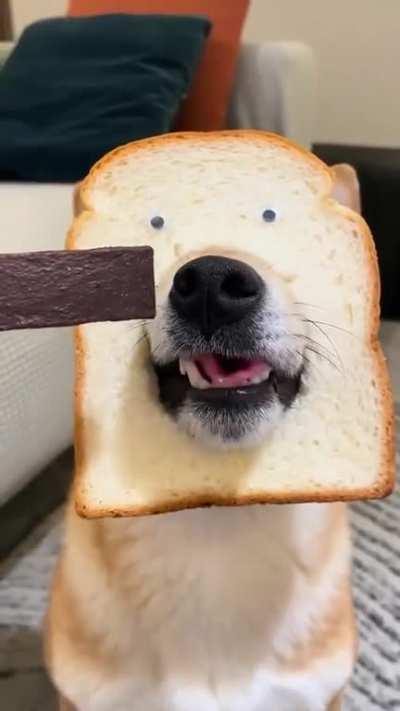 Well-bread dog.