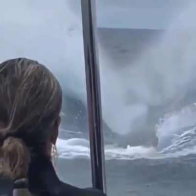 Massive Humpback Whale for size