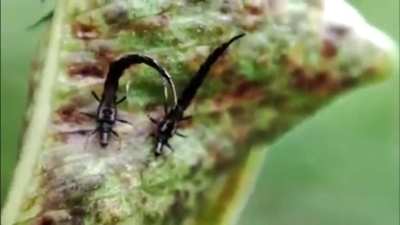 Thrips (Thysanoptera)