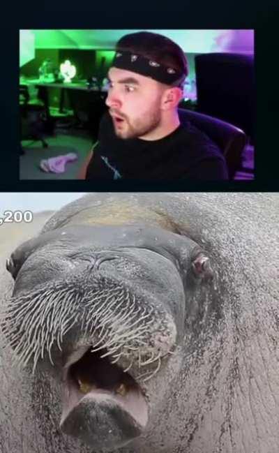 What sound does a walrus make?