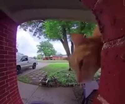 “Oi, I hath returned to speak with thou about thous cars extended warranty.”