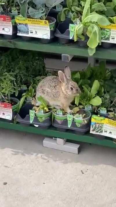 Just A Rabbit At Walmart