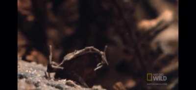 Frog giving birth through its back