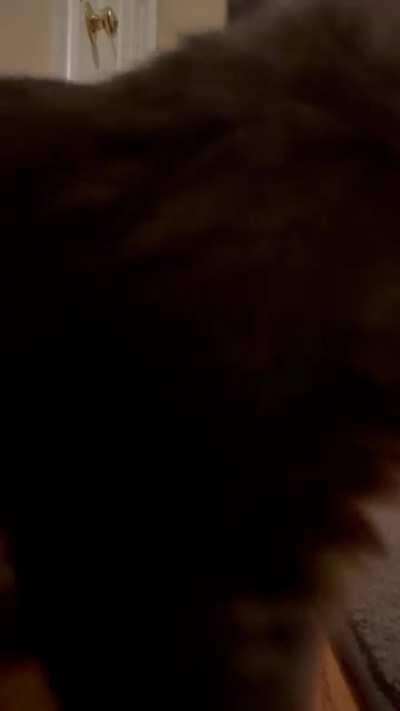 Spoiled quarantine kitten needs constant attention, so I left my phone with her and hilarity ensued